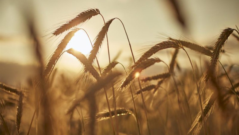 ep un campo de forraje ep un campo de forraje