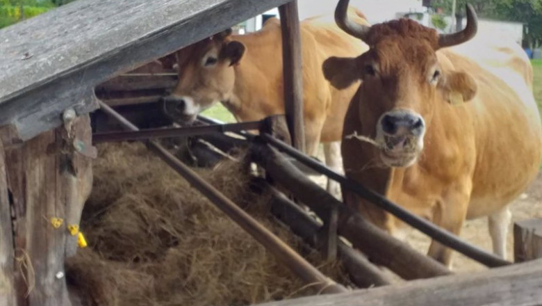 ep vacas ep vacas