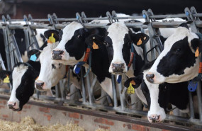 ep varias vacas lecheras de la raza bovina frisona comen pienso y cereales en las instalaciones de