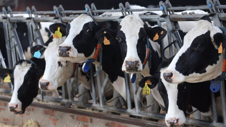 Varias vacas lecheras, de la raza bovina frisona, comen pienso y cereales, en las instalaciones de la granja | Isabel Infantes - Europa Press ep varias vacas lecheras de la raza bovina frisona comen pienso y cereales en las instalaciones de