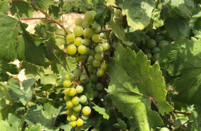 ep vinedo y uvas del proyecto angel de vinas