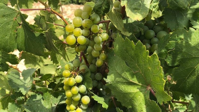 Viñedo y uvas del proyecto 'Angel de Viñas' | GONZÁLEZ BYASS ep vinedo y uvas del proyecto angel de vinas