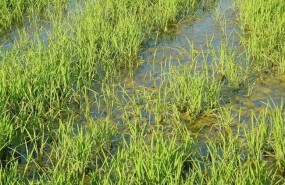 ep arroz