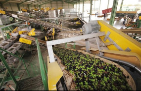 ep cooperativas agro-alimentarias denuncia la decision de bruselas sobre el almacenamiento privado