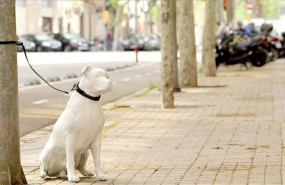ep figuraun perro abandonadola campanaayuntamientobarcelona
