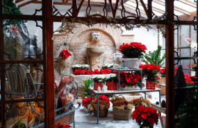 ep flores y plantas de navidad en la floristeria el angel del jardin en madrid espana