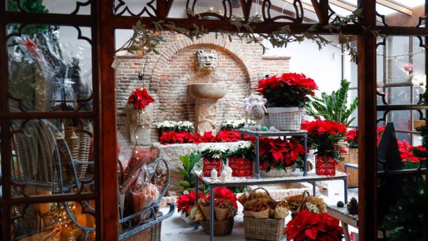 ep flores y plantas de navidad en la floristeria el angel del jardin en madrid espana