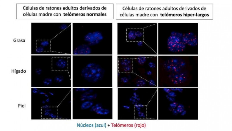 Imágenes de grasa, hígado y piel de ratones adultos con telómeros normales y con telómeros hiperlargos. Los telómeros hiperlargos son más intensos, indicando una mayor longitud telomérica desde el embrión hasta la edad adulta. | CNIO - Archivo ep imagenes de grasa higado y piel de ratones adultos con telomeros normales y con telomeros