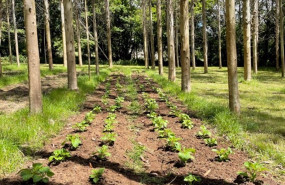 ep patatas sembradas en plantacion intensiva de eucaliptos en la catedra hijos de rivera udc