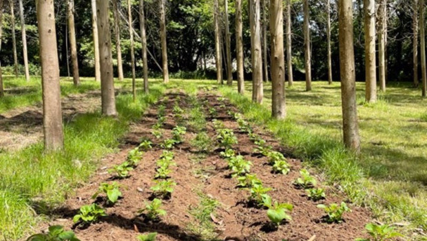 ep patatas sembradas en plantacion intensiva de eucaliptos en la catedra hijos de rivera udc