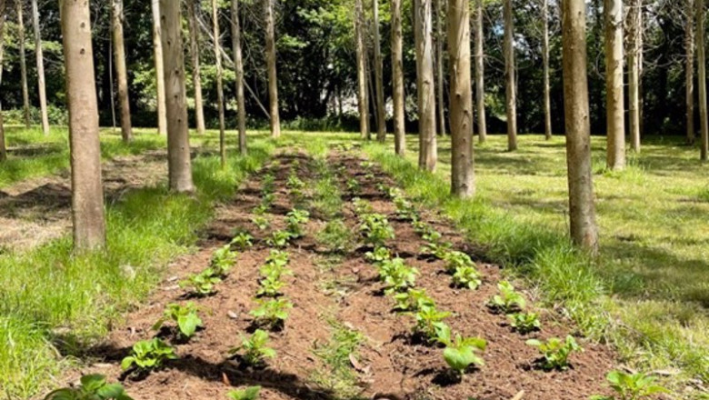 ep patatas sembradas en plantacion intensiva de eucaliptos en la catedra hijos de rivera udc