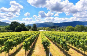 ep vinedos de la bodega magalarte en lezama bizkaia ep vinedos de la bodega magalarte en lezama bizkaia