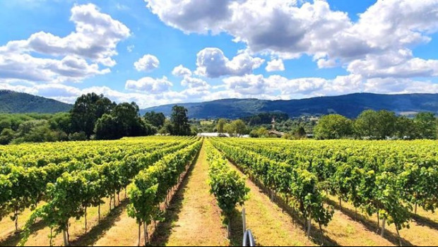 ep vinedos de la bodega magalarte en lezama bizkaia
