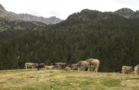 1653387424 vacaspastando web 1653387424 vacaspastando web