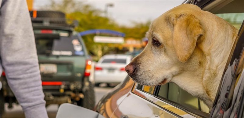 ep archivo   la real sociedad canina de espana propone espacios seguros donde las mascotas descansen