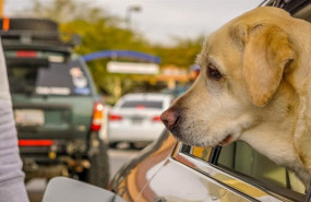 ep archivo   la real sociedad canina de espana propone espacios seguros donde las mascotas descansen