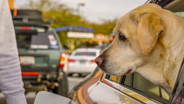 ep archivo   la real sociedad canina de espana propone espacios seguros donde las mascotas descansen