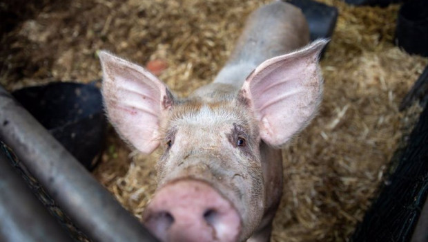 ep archivo un cerdo en una granja ep archivo un cerdo en una granja