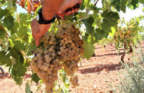 ep archivo una persona recoge uvas de una cosecha durante la temporada de vendimia de 2021 ep archivo una persona recoge uvas de una cosecha durante la temporada de vendimia de 2021