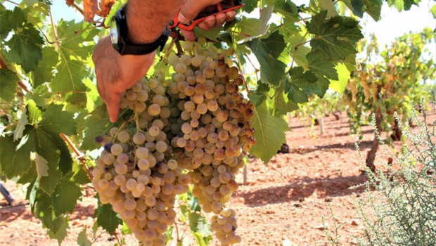 ep archivo   una persona recoge uvas de una cosecha durante la temporada de vendimia de 2021