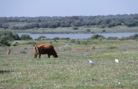 ep donana acoge una reunion de expertos en la conservacion de las aves de birdlife europa y asia