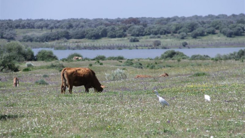 Doñana acoge una reunión de expertos en la conservación de las aves de BirdLife Europa y Asia Central | SEO/BIRDLIFE ep donana acoge una reunion de expertos en la conservacion de las aves de birdlife europa y asia