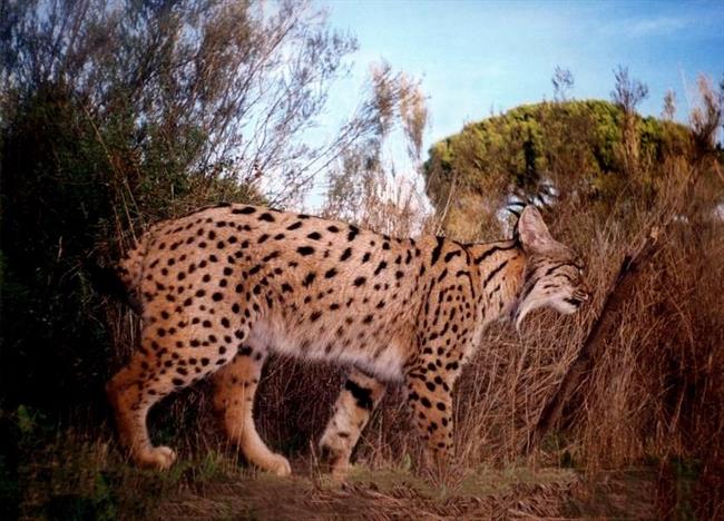 ep lince 20170510172202