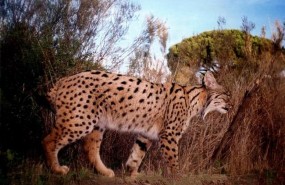 ep lince 20170510172202