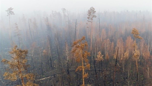 ep los incendiossiberiaemergencia climatica