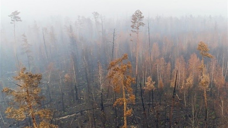 ep los incendiossiberiaemergencia climatica