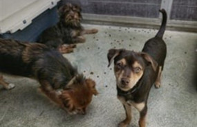 ep perros rescatadosla guardia urbanabarcelona