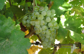 ep racimo de uva 20250814162403