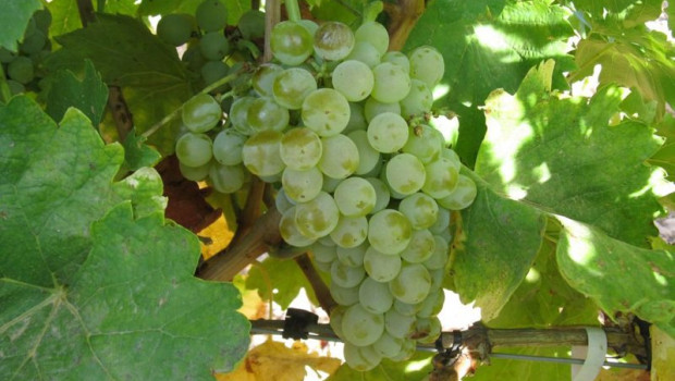 ep racimo de uva 20250814162403 ep racimo de uva 20250814162403