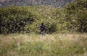 ep un hombre atraviesa un enjambre de langostas en el noreste de kenia