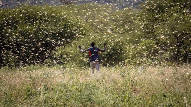 ep un hombre atraviesa un enjambre de langostas en el noreste de kenia