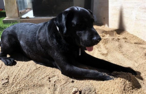 ep un perro 20190904221410