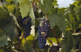 ep vinedo de rioja alta y rioja alavesa