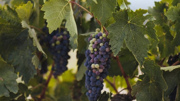 ep vinedo de rioja alta y rioja alavesa