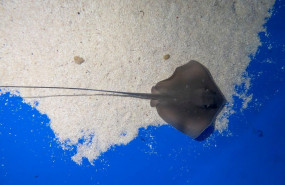 1600264752 nacen varias cr as de chucho en el acuario de loro parque 1600264752 nacen varias cr as de chucho en el acuario de loro parque