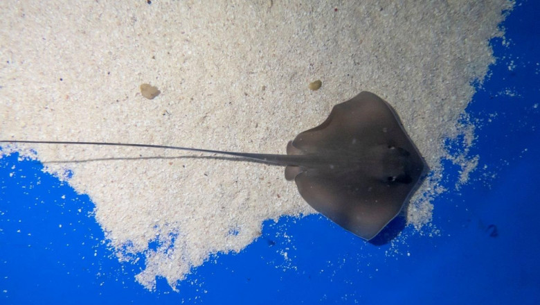1600264752 nacen varias cr as de chucho en el acuario de loro parque