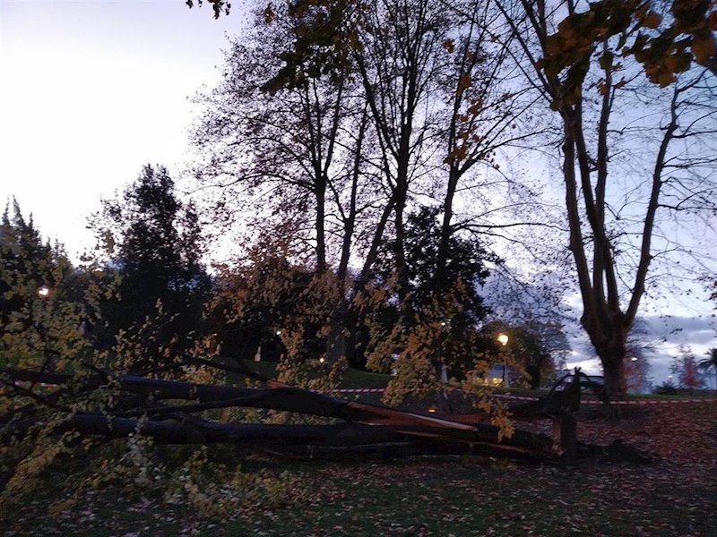 ep arbol derribado por el viento en el parque de dona casilda en bilbao