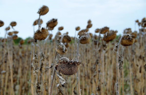 ep archivo   sequia en campos de girasoles