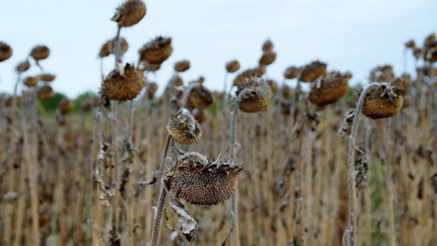 ep archivo   sequia en campos de girasoles