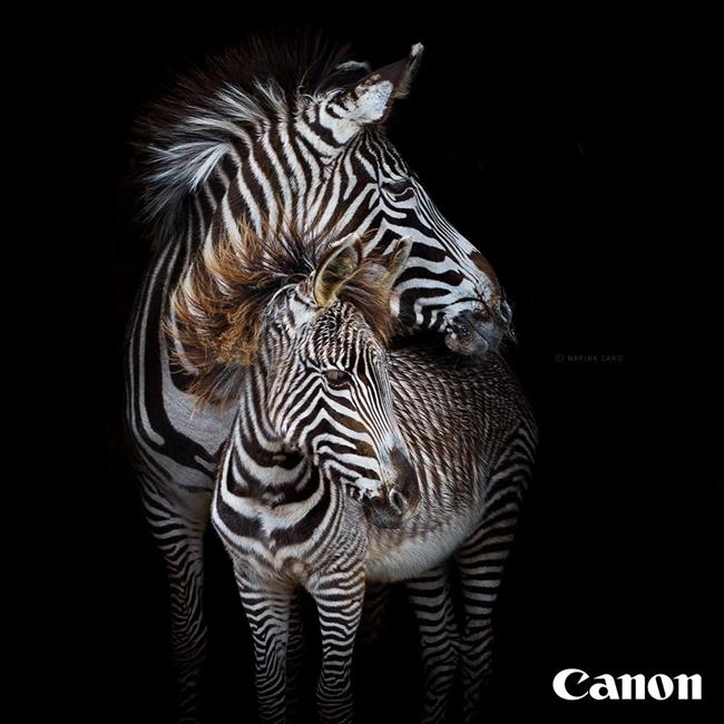 Canon | MARINA CANO ep canon