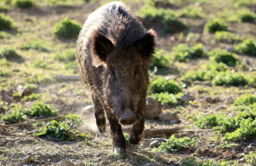 ep jabali 20251206122303