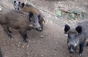 ep jabalies 20260416180304